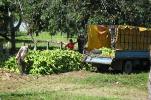 Bananas going to market, November 2011.