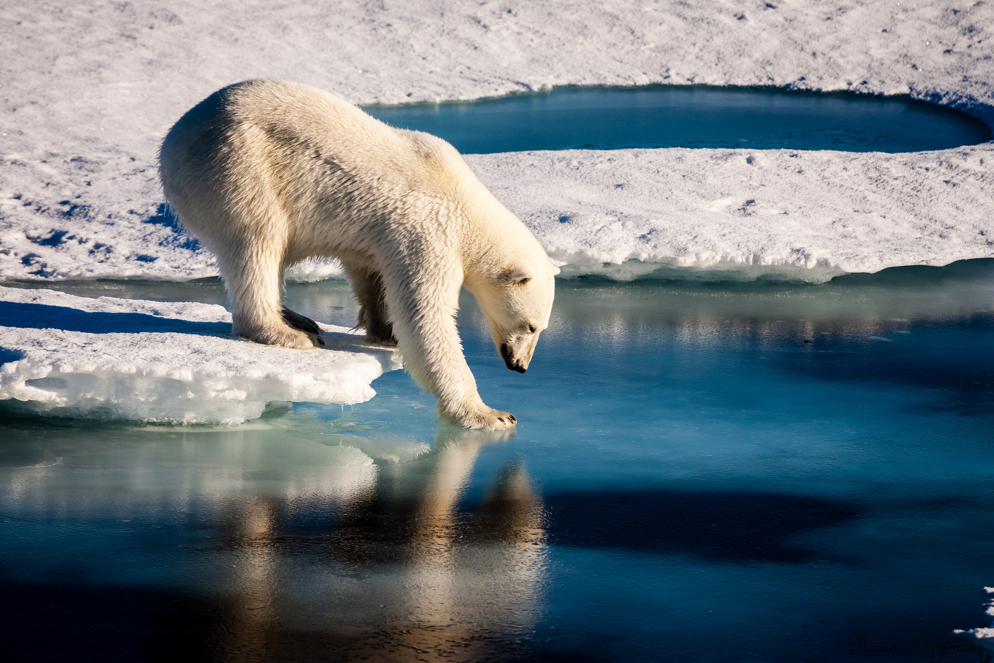 Polar Bear and Sea Ice, 2016.